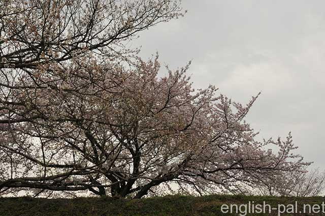 Cherry_Trees_2335