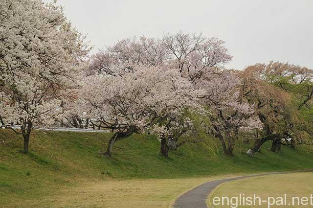Cherry_Trees_2348