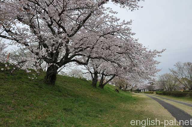 Cherry_Trees_2357