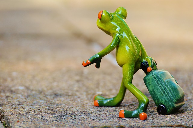 frog-897419_640