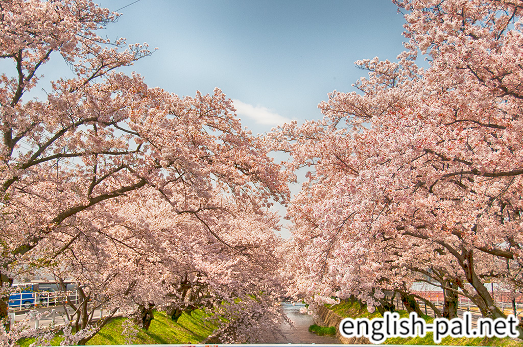Cherry blossoms of Gojo River