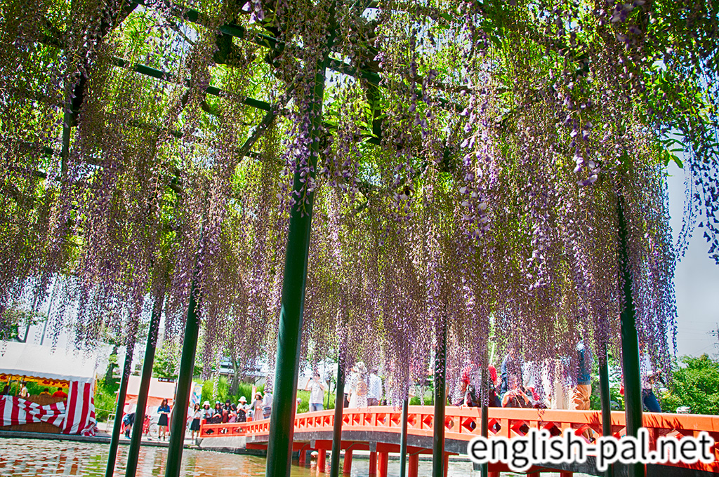 Owari Tsushima Wisteria Festival English Pal