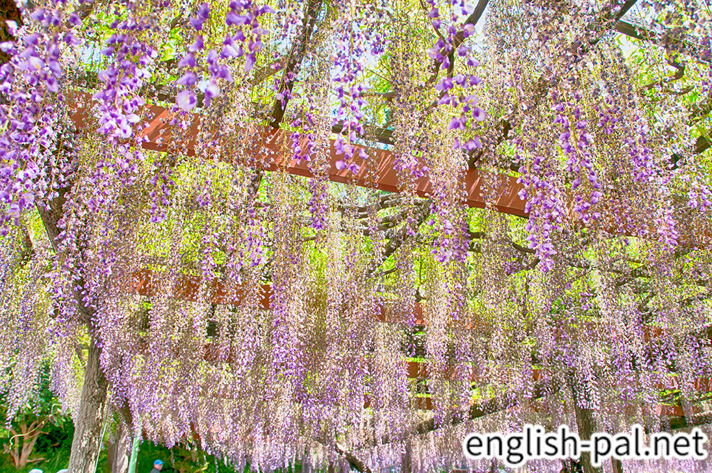 Owari Tsushima Wisteria Festival English Pal