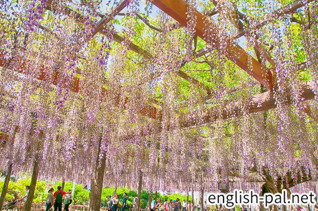 Owari Tsushima Wisteria Festival English Pal