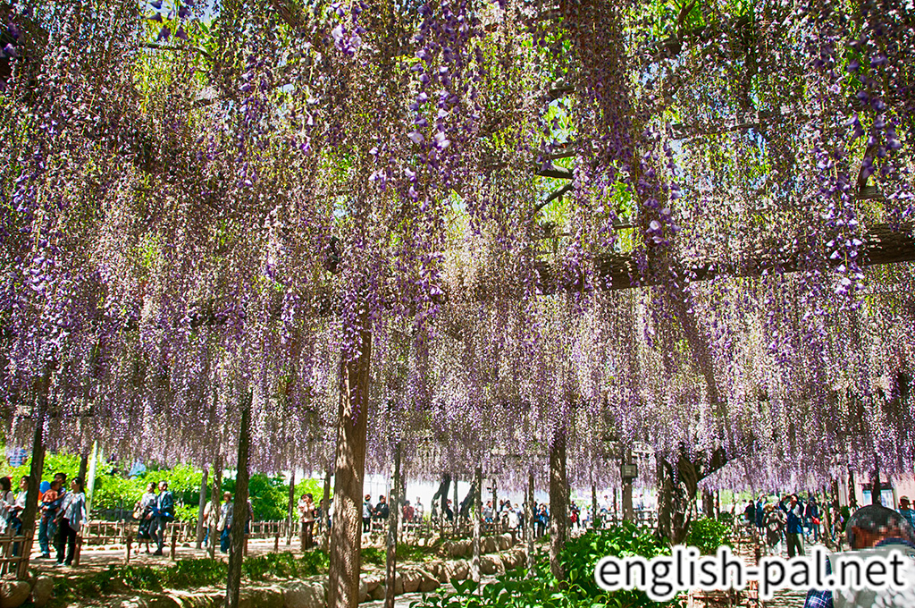 Owari Tsushima Wisteria Festival English Pal