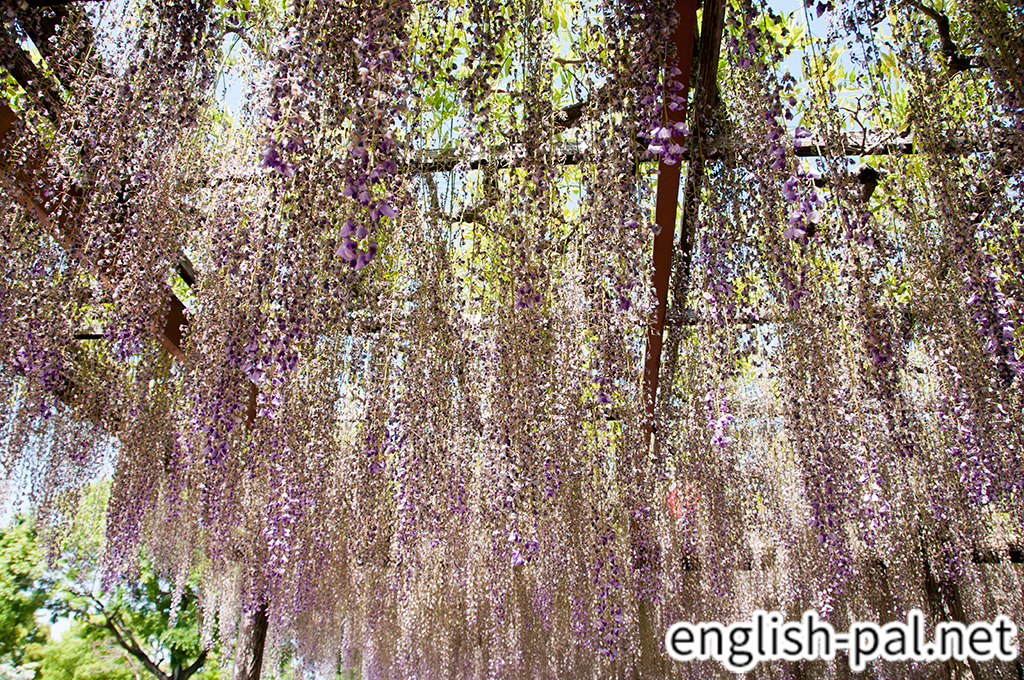 Owari Tsushima Wisteria Festival English Pal